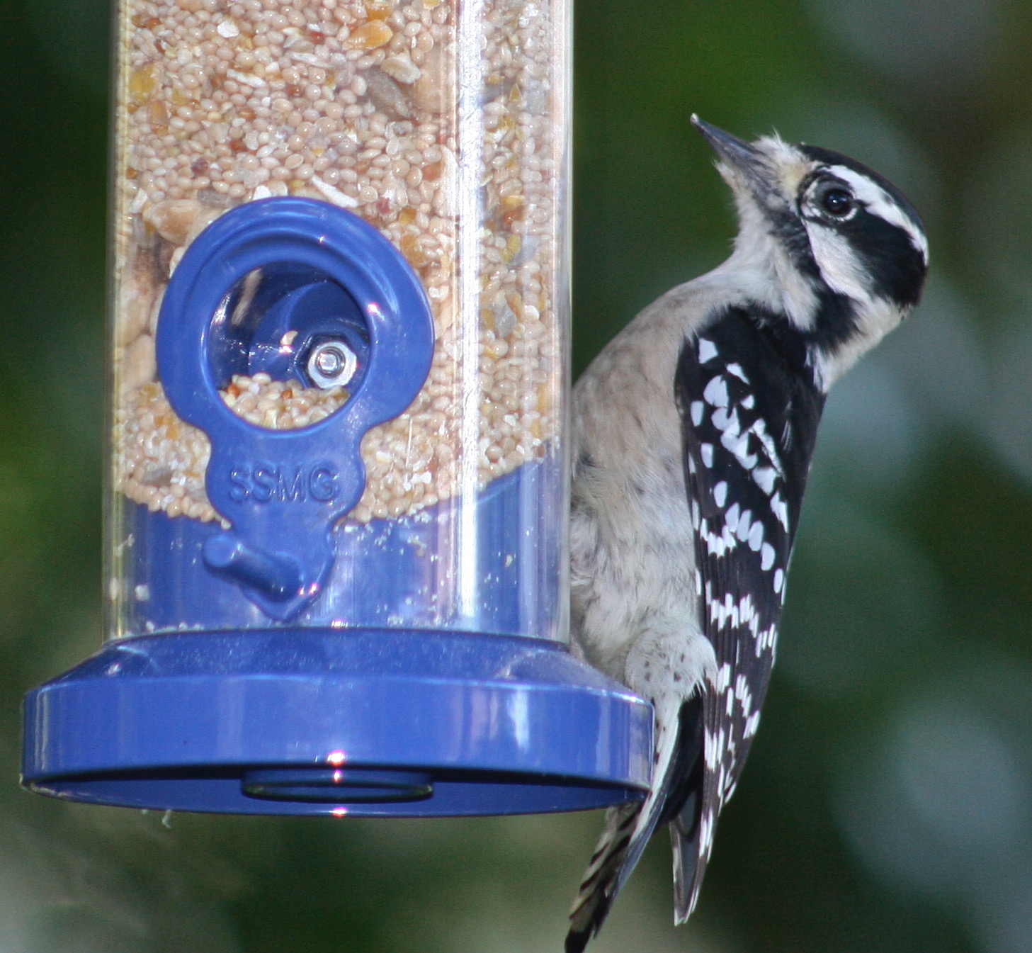 Visit by a woodpecker. Visit by a woodpecker.